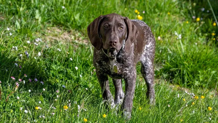Braque Francais (Braque francais), koerte seisab niidul, Austrias
