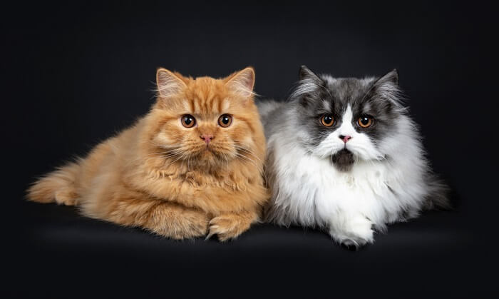 British Longhair catss