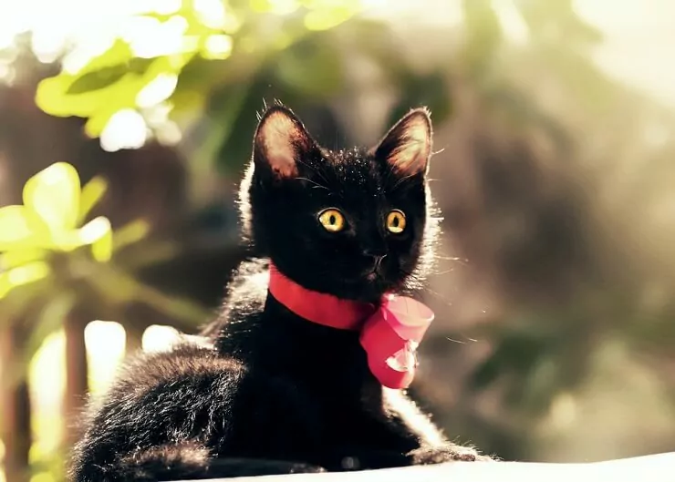 Pilt mustast kassist, kellel on kaelas punane lint