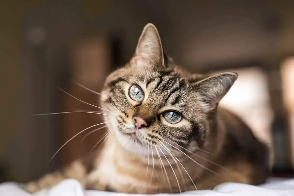 Pruun tabby kass siniste silmadega kassi krambid
