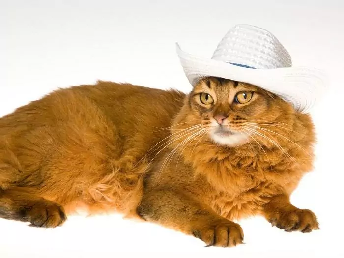 Country Names For Your Female Cat compressed