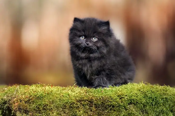 Pilt mustast kassipojast, kes vaatab tähelepanelikult