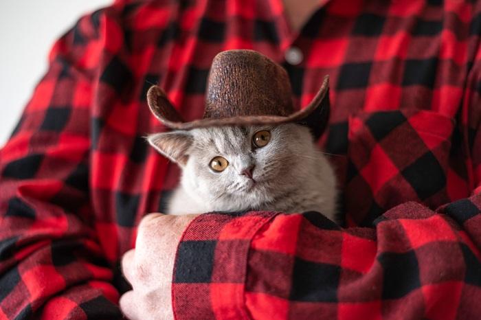 Imearmas kassipoeg, kes kannab kauboimütsi, kutsudes esile mängulise ja võluva stseeni.