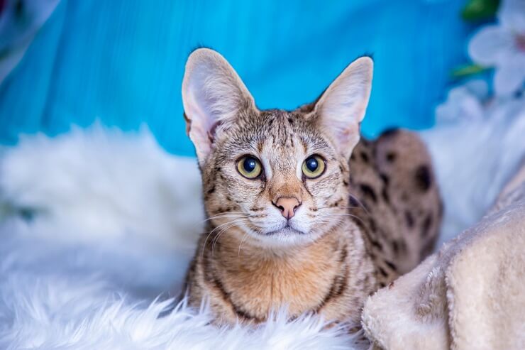 Male Savannah Cat