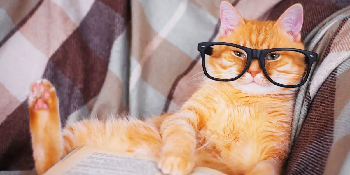Kass, kes kannab lugemisprille, on raamatusse süvenenud, sümboliseerib veidrat ja intellektuaalset stseeni.