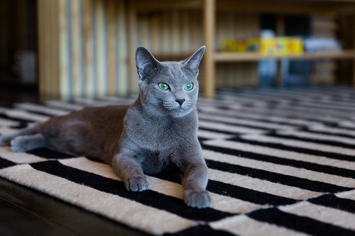 Russian Blue compressed