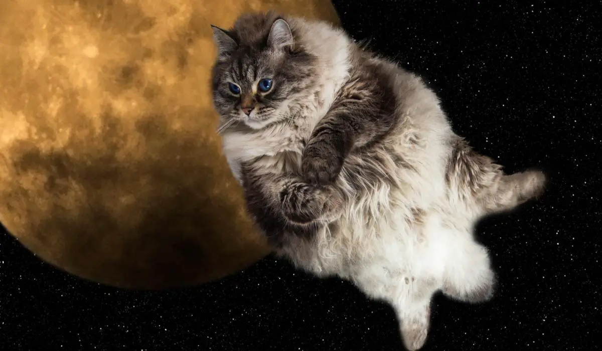 Kosmose kass kokkusurutud pildil, mis ühendab kasside võlu ja kosmose imed