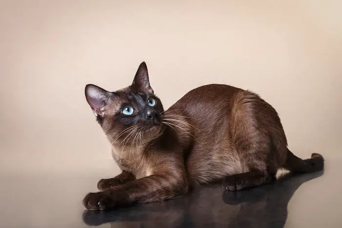 Tonkinese kass, kes on tuntud oma võluva isiksuse ja silmatorkava karvamustri poolest.