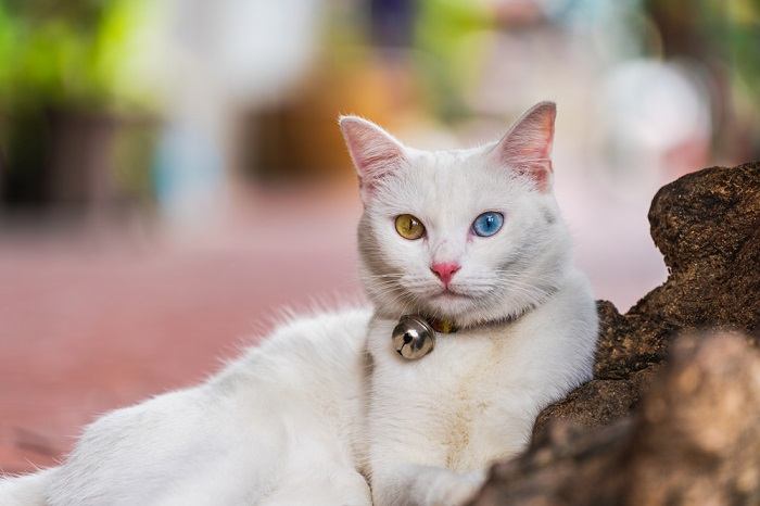 Valge kass kahe erinevat värvi silmaga kokkusurutud pildil, mis näitab oma kütkestavat heterokroomiat.