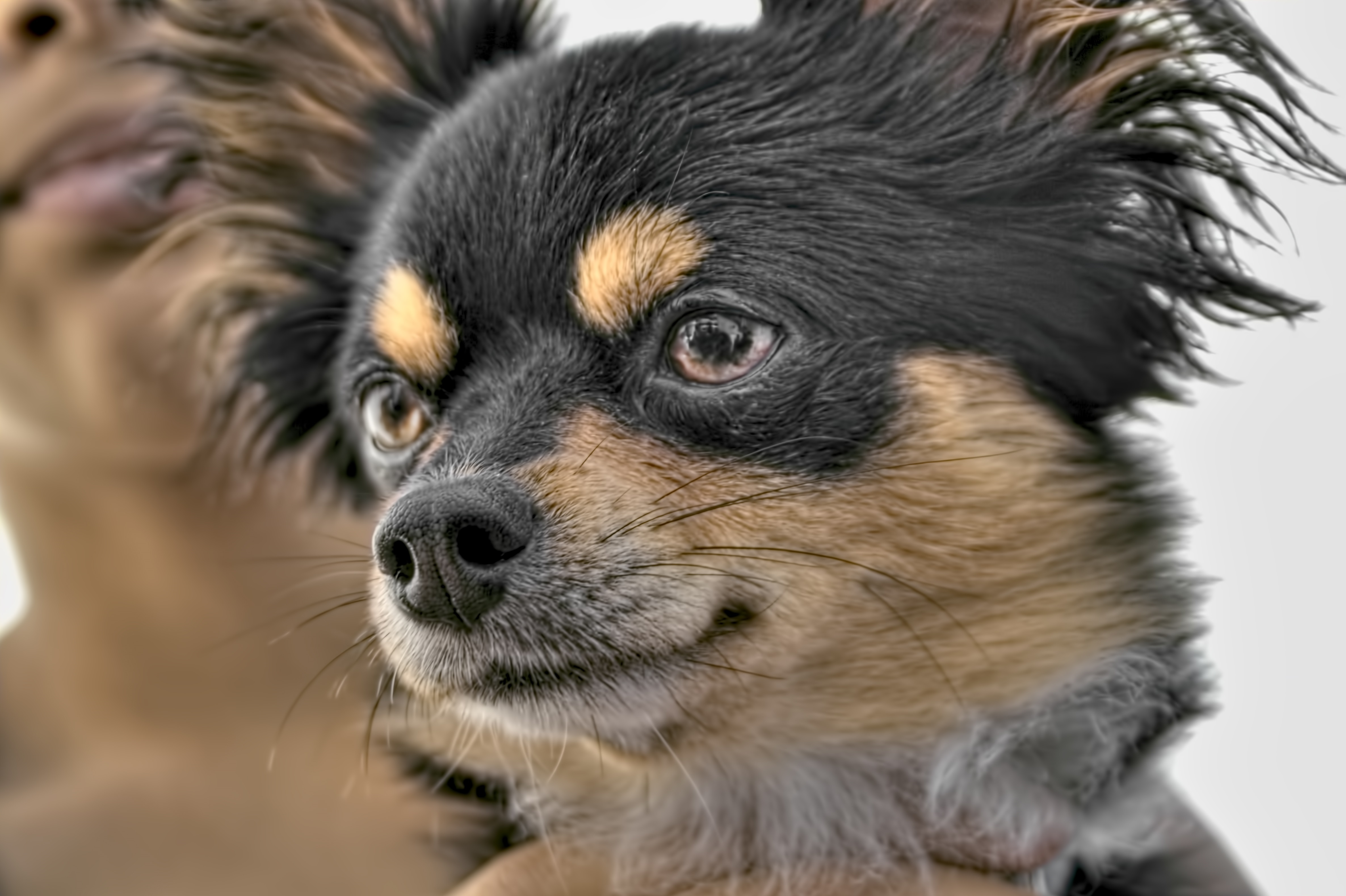 Kuuekuune Affenhuahua on väike koer.  See on affenpinšeri ja chihuahua ristand.