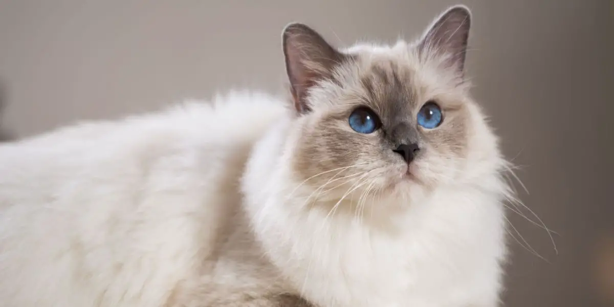 Kaunis kass, mis rõhutab oma kütkestavat ja elegantset kohalolekut