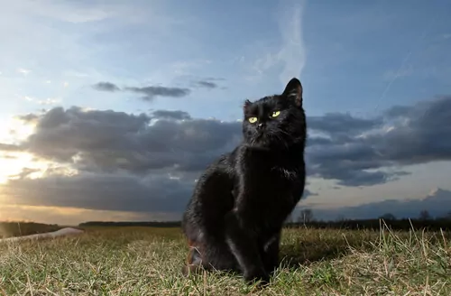 isane must kass