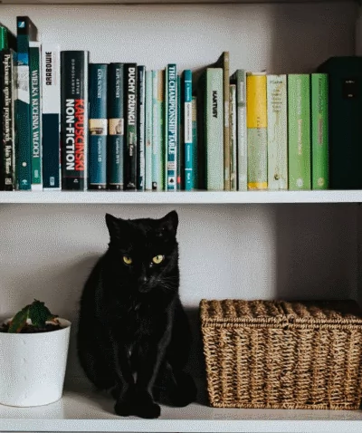 black cat shelf