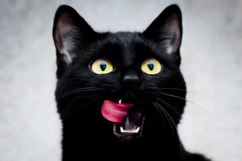 black famous cat