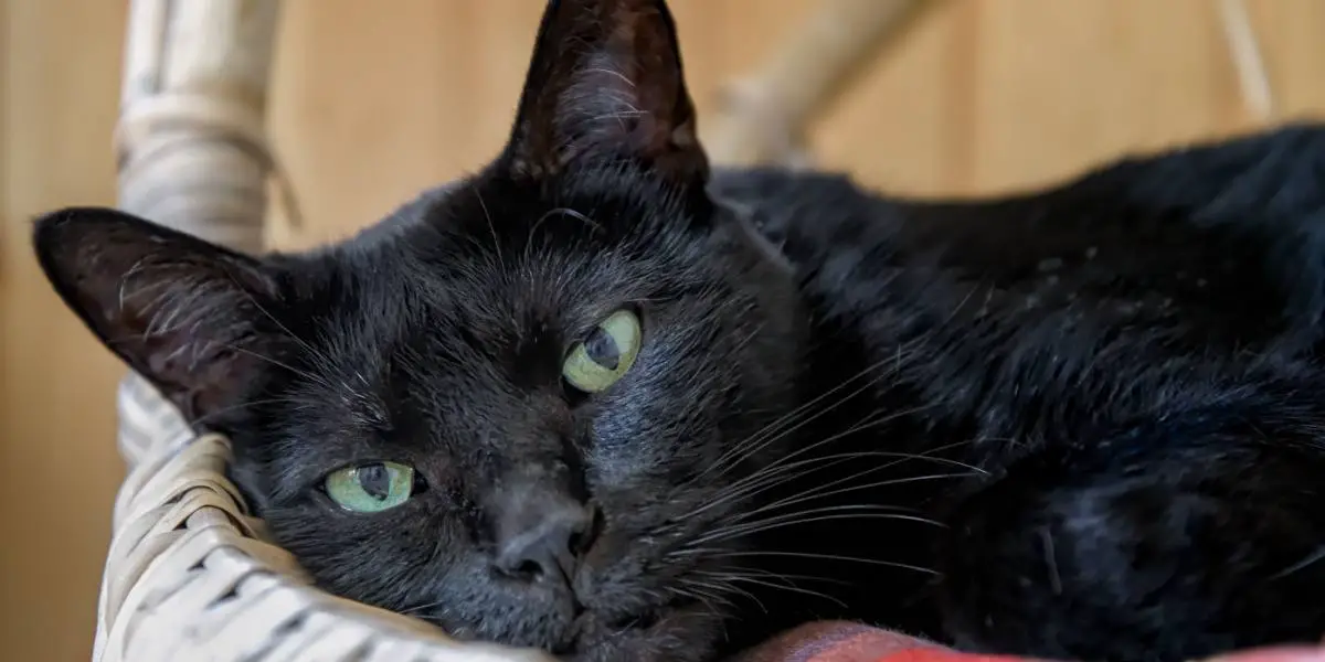 jumalik must Bombay kassi nägu vaatab kaamerasse
