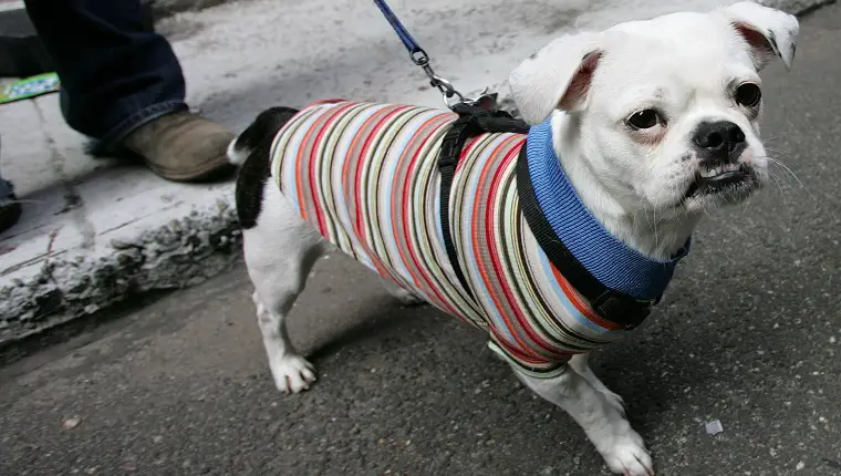 NEW YORK – 13. JUUNI: Bostoni terjeri/shitzu segu Jimmy osaleb 13. juunil 2004 New Yorgis Manhattani butiigi Skorchi koerte moeetendusel.