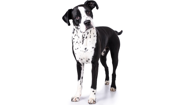 Hund Boxer Dalmatiner Mischling steht und guckt neugierig mit schrägem Kopf