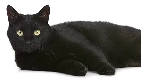 Elegantse ja salapärase õhuga musta kassi majesteetlik pilt