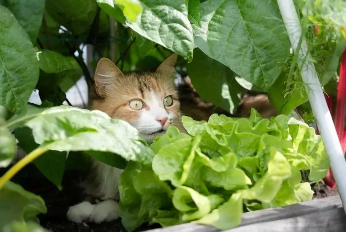 cat hide in plant compressed