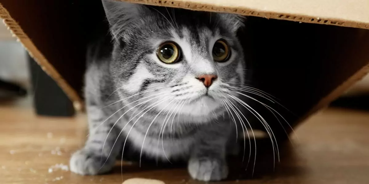 cat hiding in box compressed