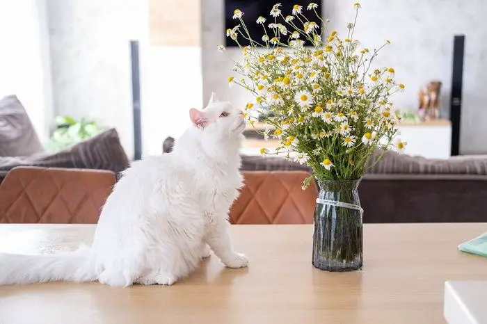 cat sniff flowers compressed