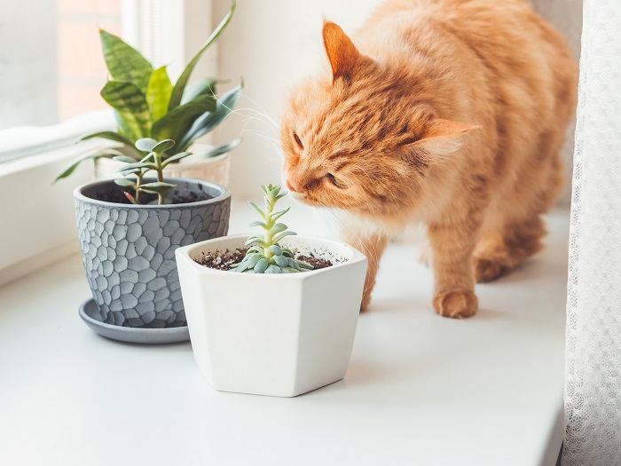 cat sniff indoor plants compressed