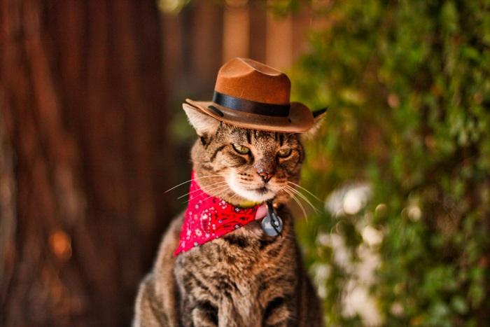 Kokkusurutud kujutisega mütsi kandev kass, mis lisab välimusele huumorit ja stiili