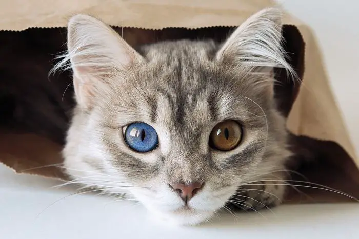 cute gray cat compressed