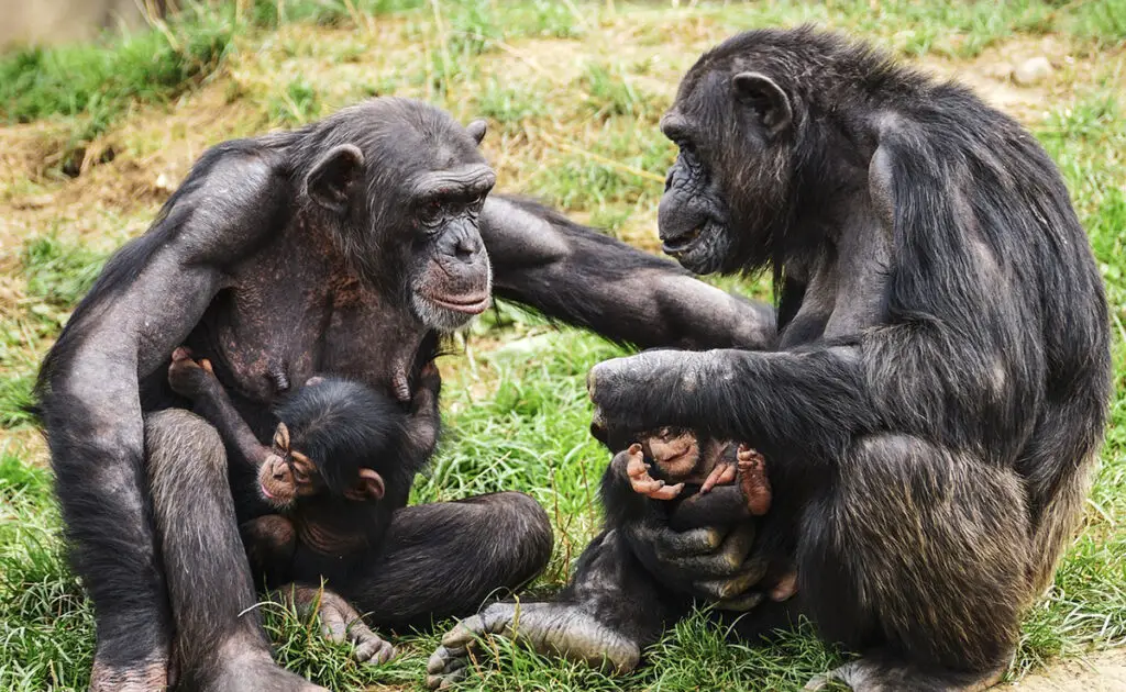 faits insolite chimpanzes 062450 1200 738