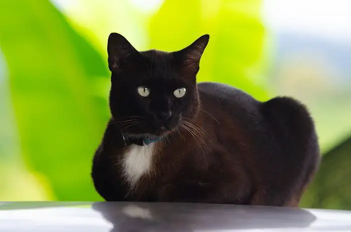 Emane kohvivärvi kass, kes demonstreerib oma sooja ja kutsuvat kasukat