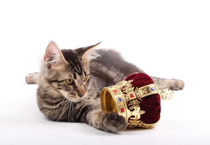 female royal cat compressed
