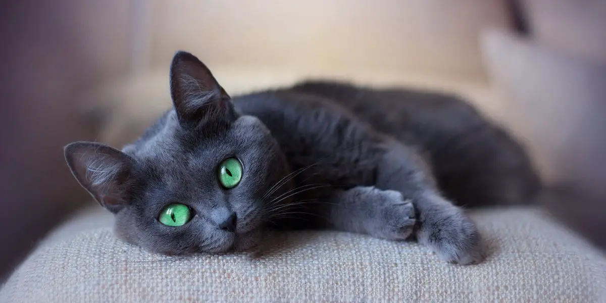 hall kass roheliste kassidega, kes magavad diivanil