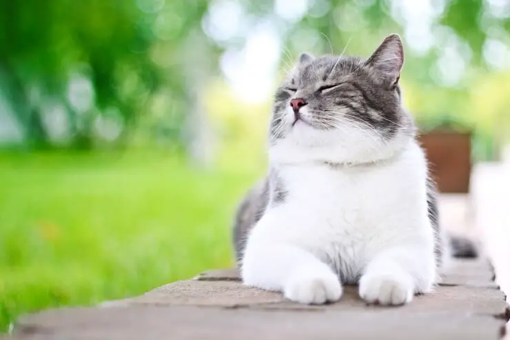 Rõõmsameelne korea kass, millel on sisu väljendus, kiirgab õnne ja lõõgastust.