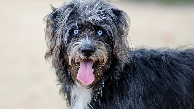 Husky puudel siniste silmadega segavereline koer