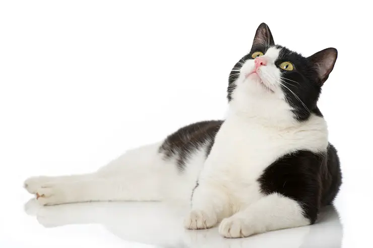 Itaalia must-valge kass, mis esindab klassikalist ja ajatut kassi välimust
