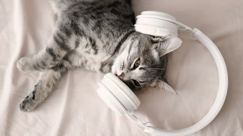 Uudishimulik kassipoeg kõrvaklappidega, uurib ümbrust