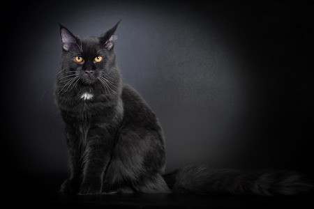 Pilt mustast Maine Cooni kassist, kes istub ja vaatab tähelepanelikult