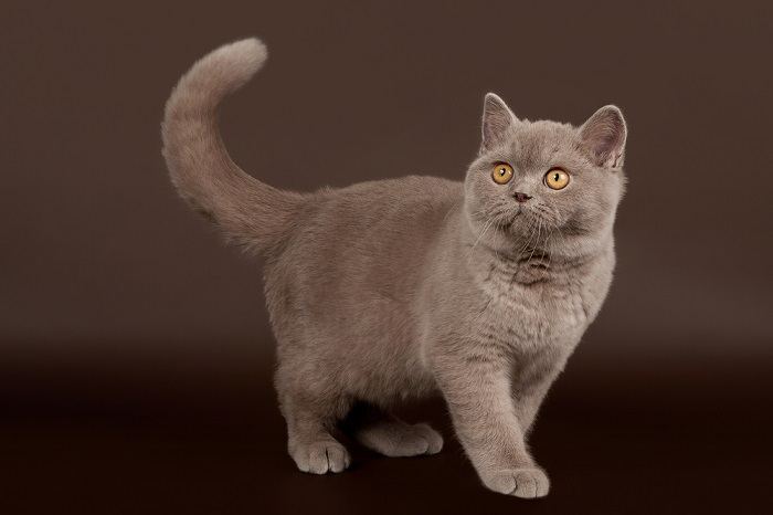 Majesteetlik pilt tasakaalukas ja käskivas asendis kassist