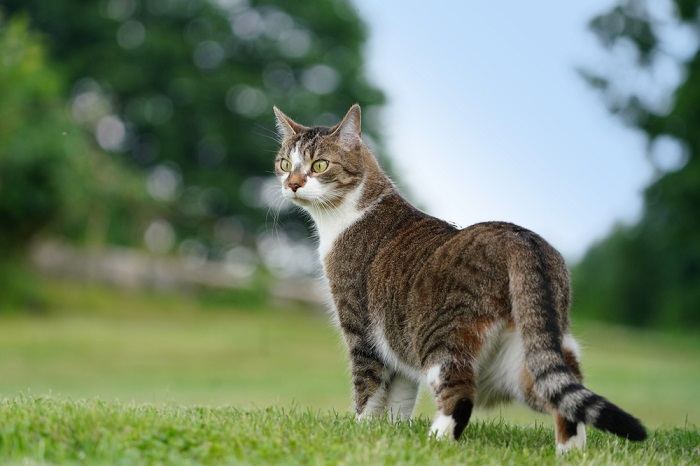 Majesteetlik kassi kuvand, mis kiirgab üllast kohalolu ja karismat