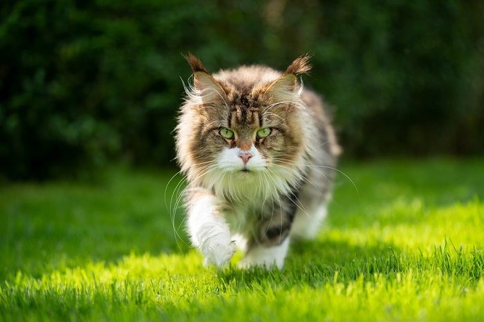 Pilt kassist, kes kõnnib graatsiliselt läbi lopsaka rohelise rohu