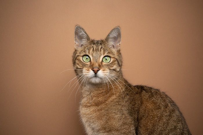 Pruun kass, kellel on silmatorkavad rohelised silmad, mis ilmestab tema ainulaadset ja lummavat välimust