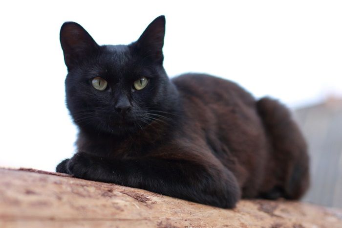 Must kass istub graatsiliselt, ilmutab kuninglikku ja rahulikku poosi