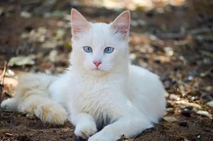 Valge kass vaatab otse kaamerasse, jäädvustades oma kütkestavat ja uudishimulikku ilmet