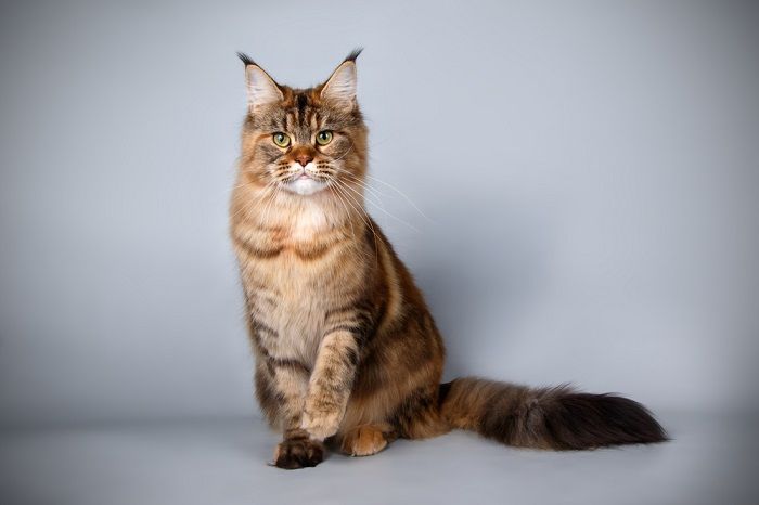 Kohev pruun kass, kes õhkab oma luksusliku karvaga hubasust ja võlu