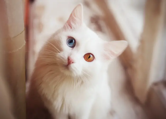 odd eyed cat with long coat
