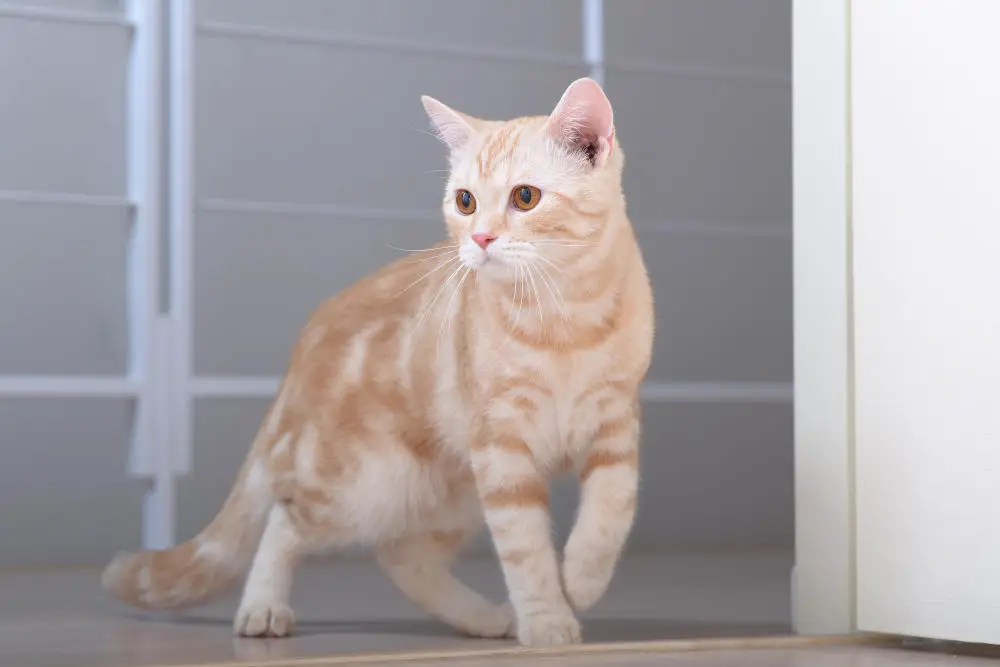 oranž ameerika lühikarvaline kass