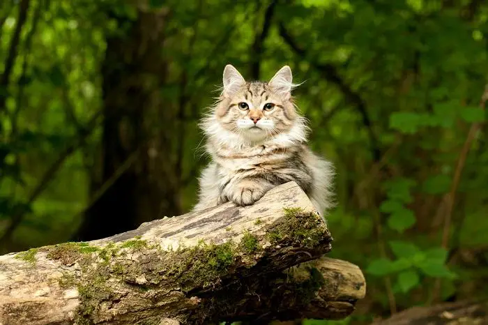 Ehtne Siberi kass, mis näitab selle majesteetliku tõu tõelist ilu tihendatud pildil