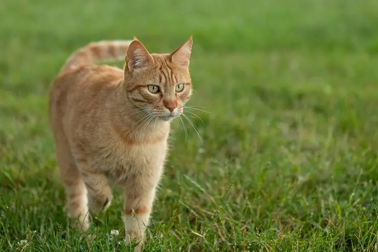 Punane Itaalia kass, kes tutvustab oma elavat ja silmatorkavat karvkatet.