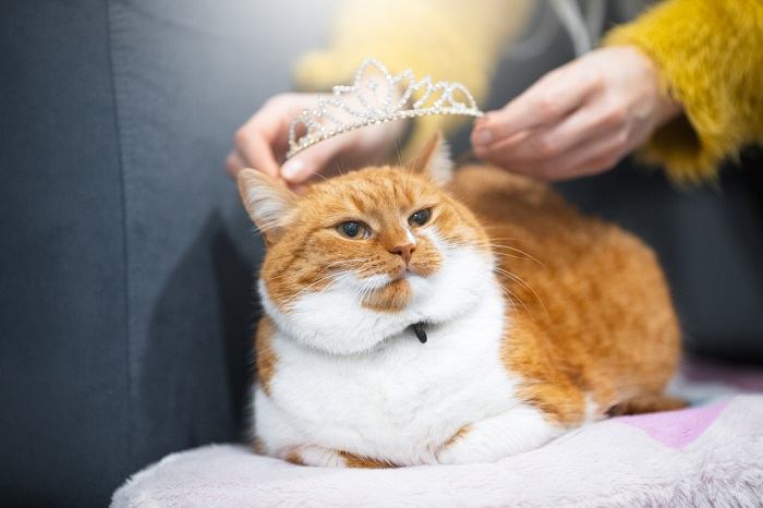 royal cat 3 compressed