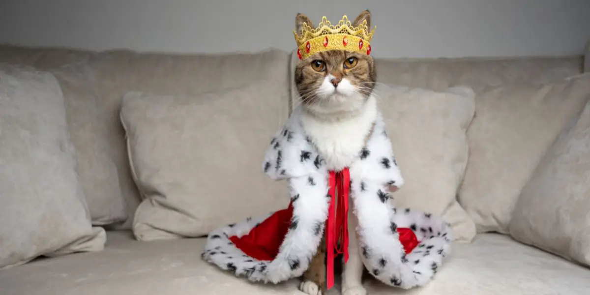 royal cat compressed